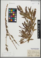 Foto von Salix purpurea L. x Salix viminalis L.